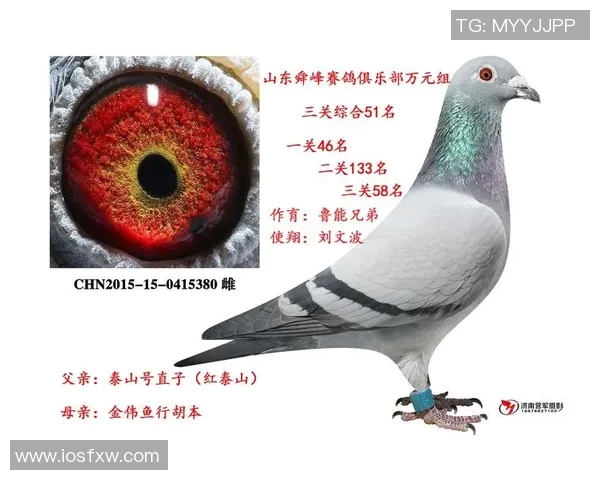 2016年5月25日悉尼对阵鲁能精彩全程录像回顾与分析